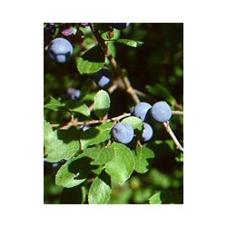 Herboplanet Msa Prunus Spinosa 50 Ml - Rimedi vari - 900115458 - Herboplanet - € 11,48