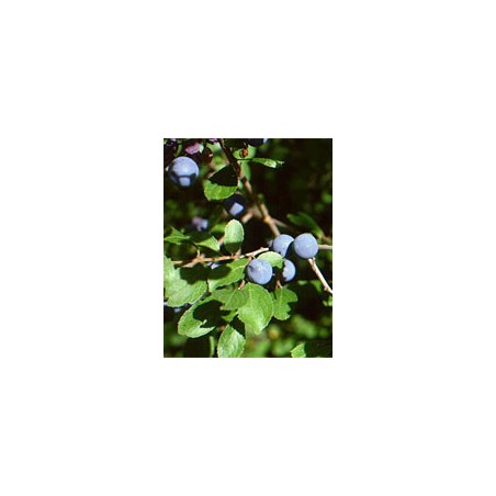 Herboplanet Msa Prunus Spinosa 50 Ml - Rimedi vari - 900115458 - Herboplanet - € 11,42