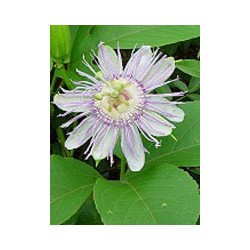 Herboplanet Tsa Passiflora Incarnata 50 Ml - Rimedi vari - 900119470 - Herboplanet - € 12,86