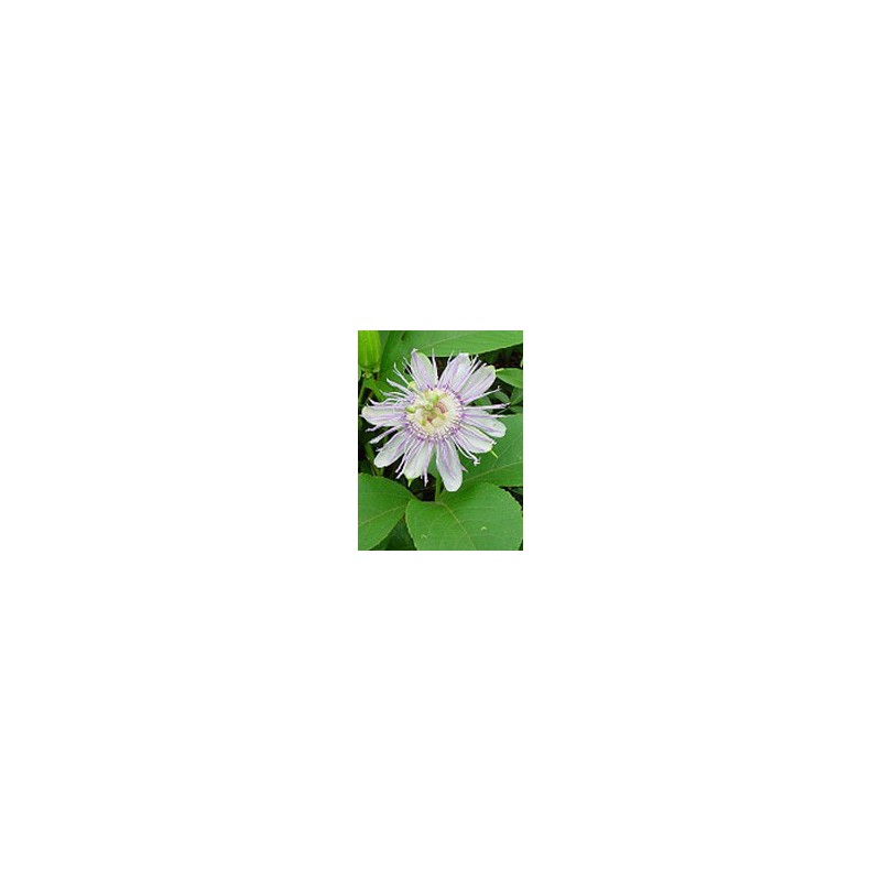 Herboplanet Tsa Passiflora Incarnata 50 Ml - Rimedi vari - 900119470 - Herboplanet - € 12,79
