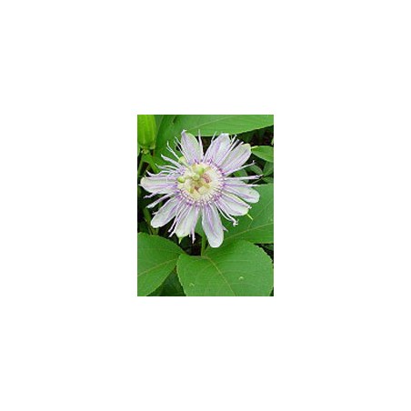 Herboplanet Tsa Passiflora Incarnata 50 Ml - Rimedi vari - 900119470 - Herboplanet - € 12,79