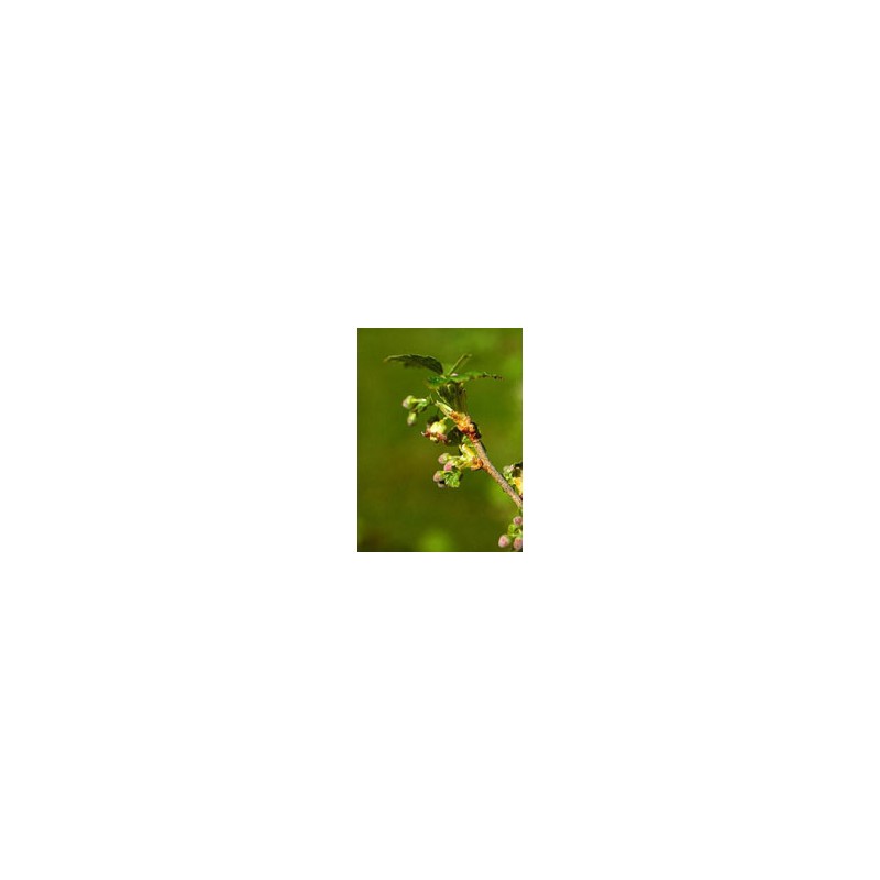 Herboplanet Msa Ribes Nigrum 50 Ml - Rimedi vari - 900113933 - Herboplanet - € 10,81