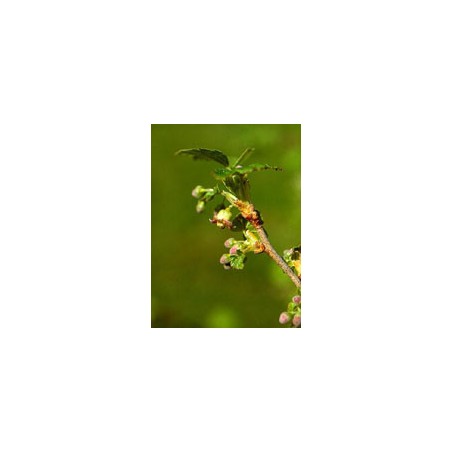 Herboplanet Msa Ribes Nigrum 50 Ml - Rimedi vari - 900113933 - Herboplanet - € 10,81