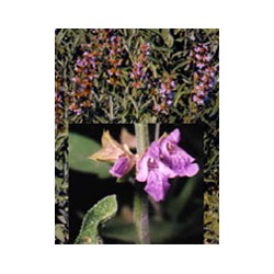 Herboplanet Tsa Salvia Officinalis 50 Ml Herboplanet - 1