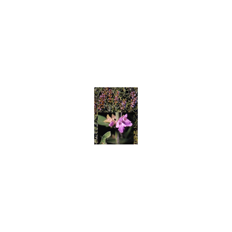 Herboplanet Tsa Salvia Officinalis 50 Ml - Integratori per apparato digerente - 900116260 - Herboplanet - € 12,54