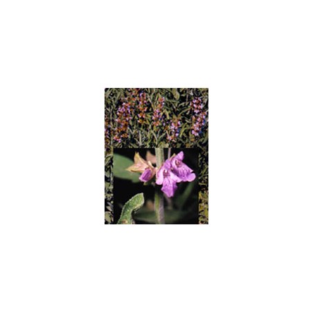 Herboplanet Tsa Salvia Officinalis 50 Ml - Integratori per apparato digerente - 900116260 - Herboplanet - € 12,54
